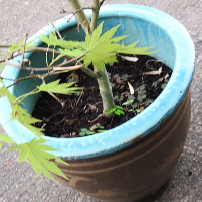 Lot 691 - An acer tree, in a glazed pot