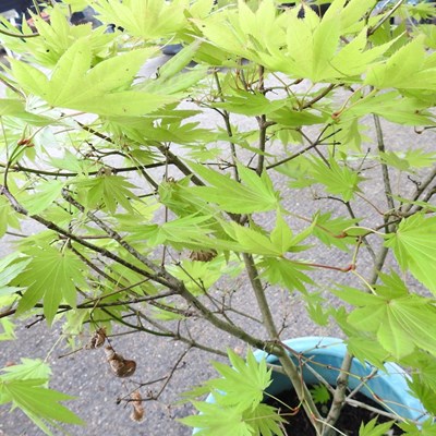 Lot 691 - An acer tree, in a glazed pot