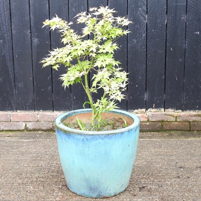 Lot 799 - An acer tree