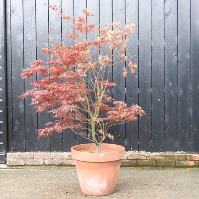 Lot 406 - An acer tree, in a terracotta pot