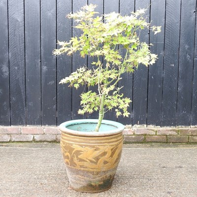 Lot 543 - An acer tree