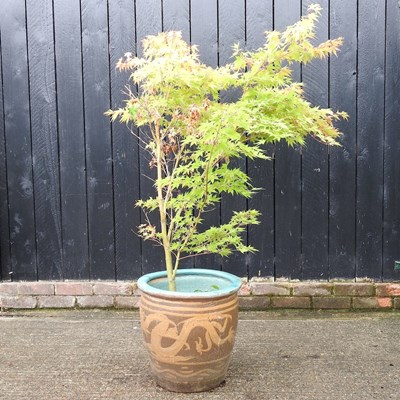 Lot 911 - An acer tree