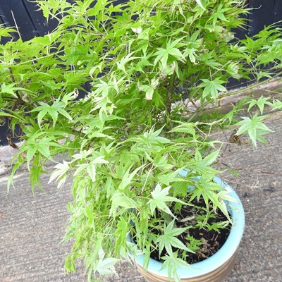 Lot 492 - An acer tree