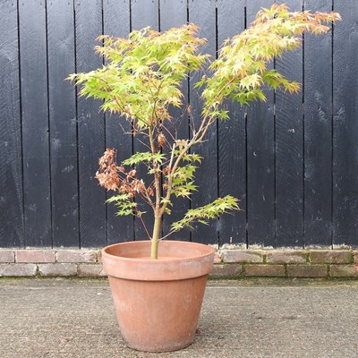 Lot 933 - An acer tree, in a terracotta pot