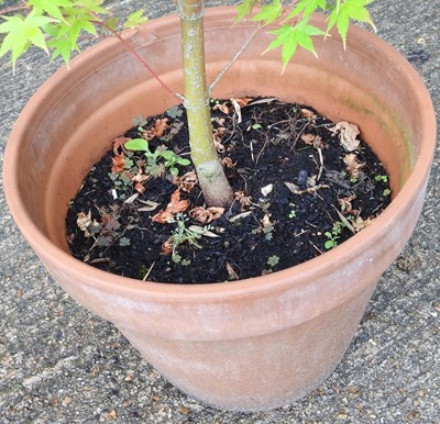 Lot 933 - An acer tree, in a terracotta pot