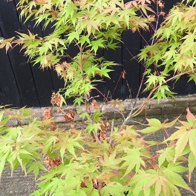 Lot 933 - An acer tree, in a terracotta pot