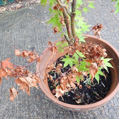 Lot 933 - An acer tree, in a terracotta pot