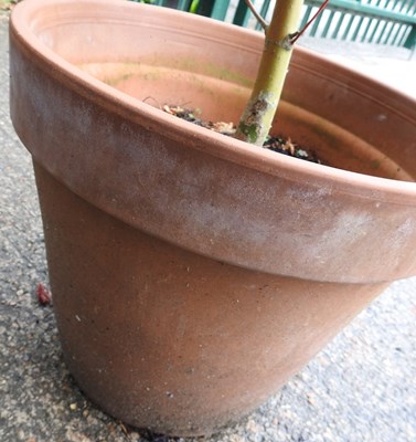 Lot 933 - An acer tree, in a terracotta pot