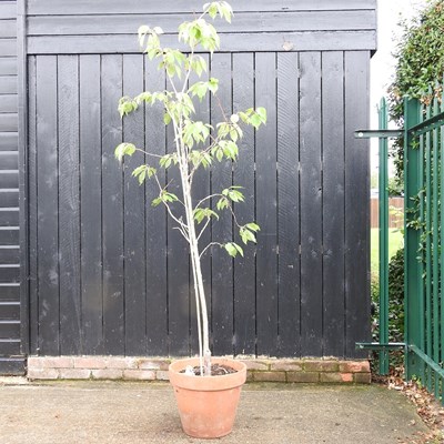 Lot 513 - A fruit tree, in a terracotta pot