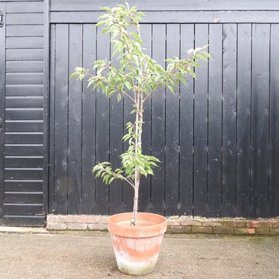 Lot 431 - A fruit tree, in a terracotta pot