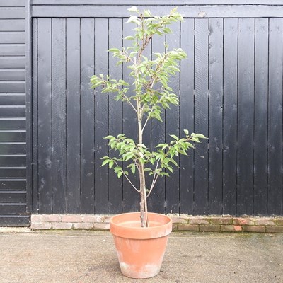 Lot 421 - A fruit tree, in a terracotta pot