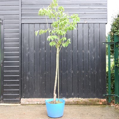 Lot 573 - A cherry tree, in a blue garden trug