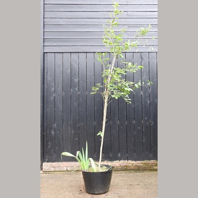 Lot 507 - A euonymous tree