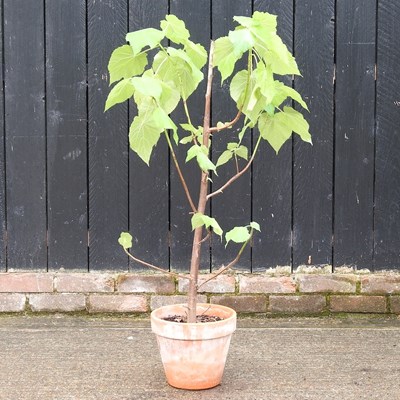 Lot 765 - An African lime tree, in a terracotta pot