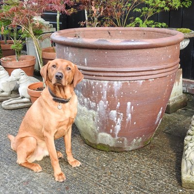 Lot 413 - A very large glazed garden pot