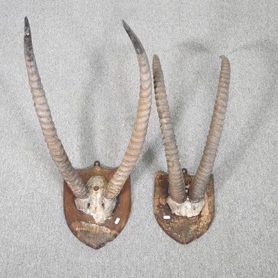 Lot 174 - A pair of taxidermy antelope antlers. mounted...