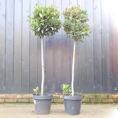 Lot 489 - A pair of bay trees, each 159cm high (2)