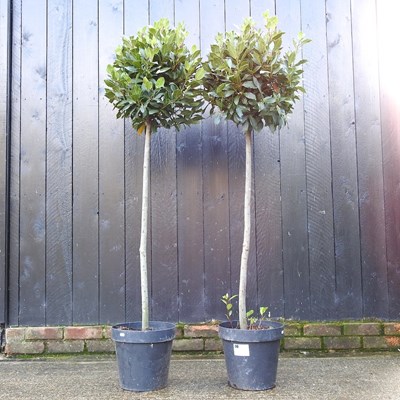 Lot 402 - A pair of bay trees, each 167cm high (2)