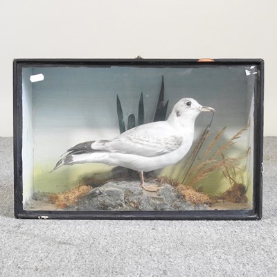 Lot 122 - A taxidermy seagull, in a glazed case, 45cm wide