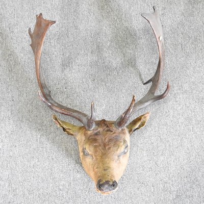 Lot 200 - A taxidermy stag head, 76cm high