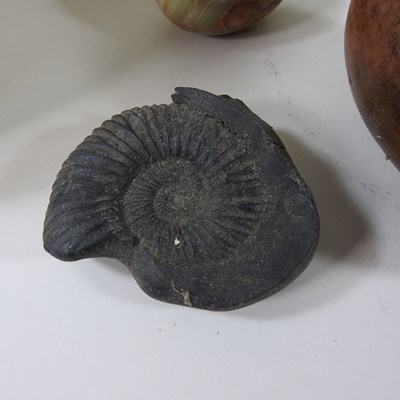 Lot 37 - A sea urchin, together with another, two...