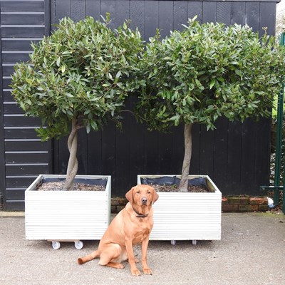 Lot 413 - A pair of mature bay trees, each planted in a...