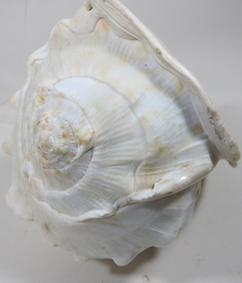 Lot 213 - A conch shell, carved to the centre with a...