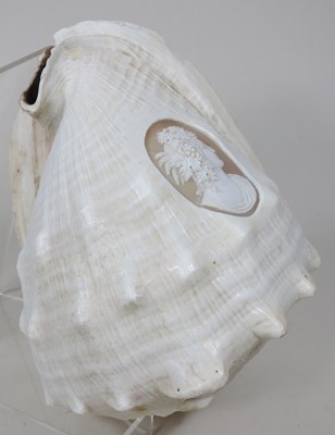 Lot 213 - A conch shell, carved to the centre with a...