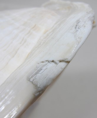 Lot 213 - A conch shell, carved to the centre with a...