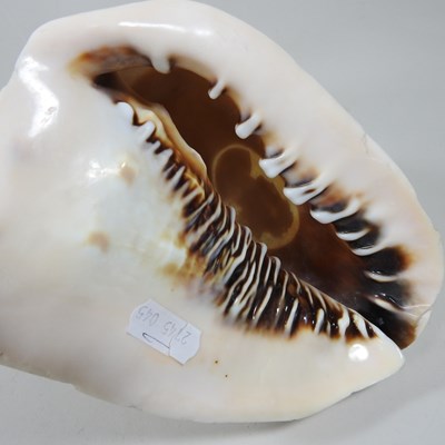 Lot 213 - A conch shell, carved to the centre with a...