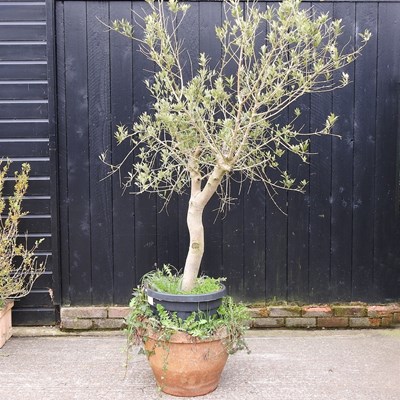 Lot 285 - An olive tree, in a terracotta pot,...