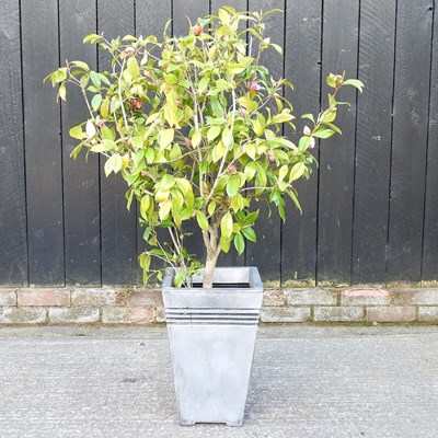 Lot 8 - A camellia plant, in a silver coloured pot,...