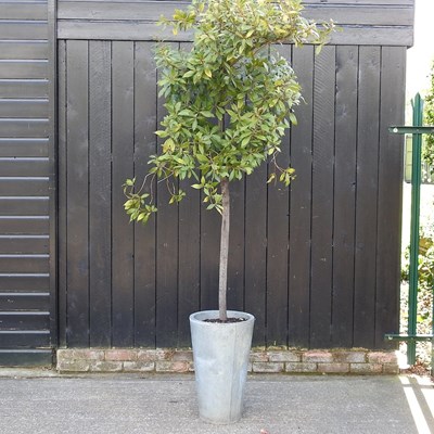 Lot 1 - A bay tree, in a metal pot, 225cm high