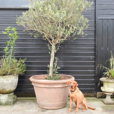 Lot 270 - An unusually large terracotta garden pot,...