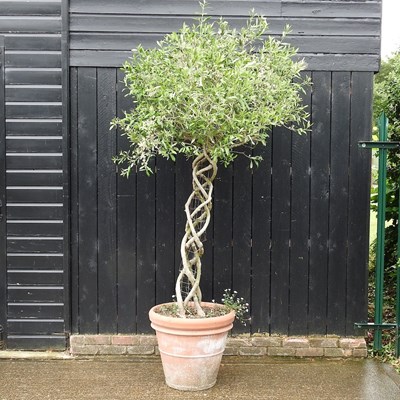 Lot 10 - A mature olive tree, with a lattice stem, in a...