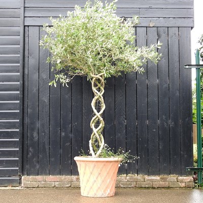 Lot 2 - A mature olive tree, with a lattice stem, in a...