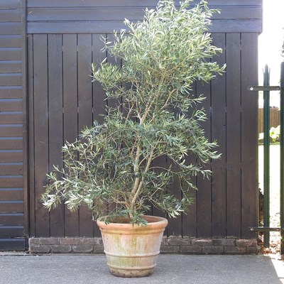 Lot 322 - A mature olive tree, in a terracotta garden...