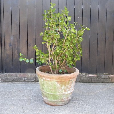 Lot 118 - A camellia, in a garden pot, 150cm high