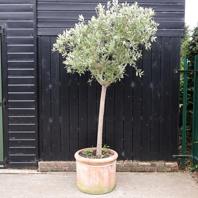 Lot 1 - A mature olive tree, in a terracotta garden...