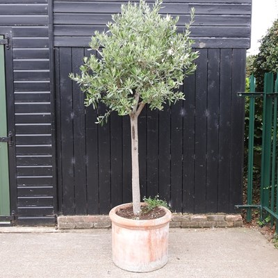 Lot 100 - A mature olive tree, in a terracotta garden...