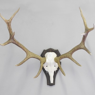 Lot 517 - A pair of taxidermy stag antlers, with partial...