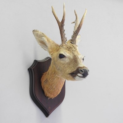 Lot 277 - A taxidermy deer head, mounted on a wooden...
