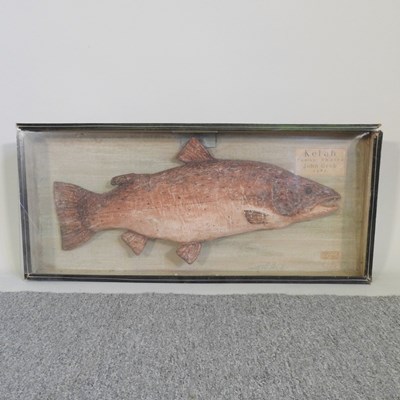 Lot 6 - A taxidermy model of a Kelah, cased