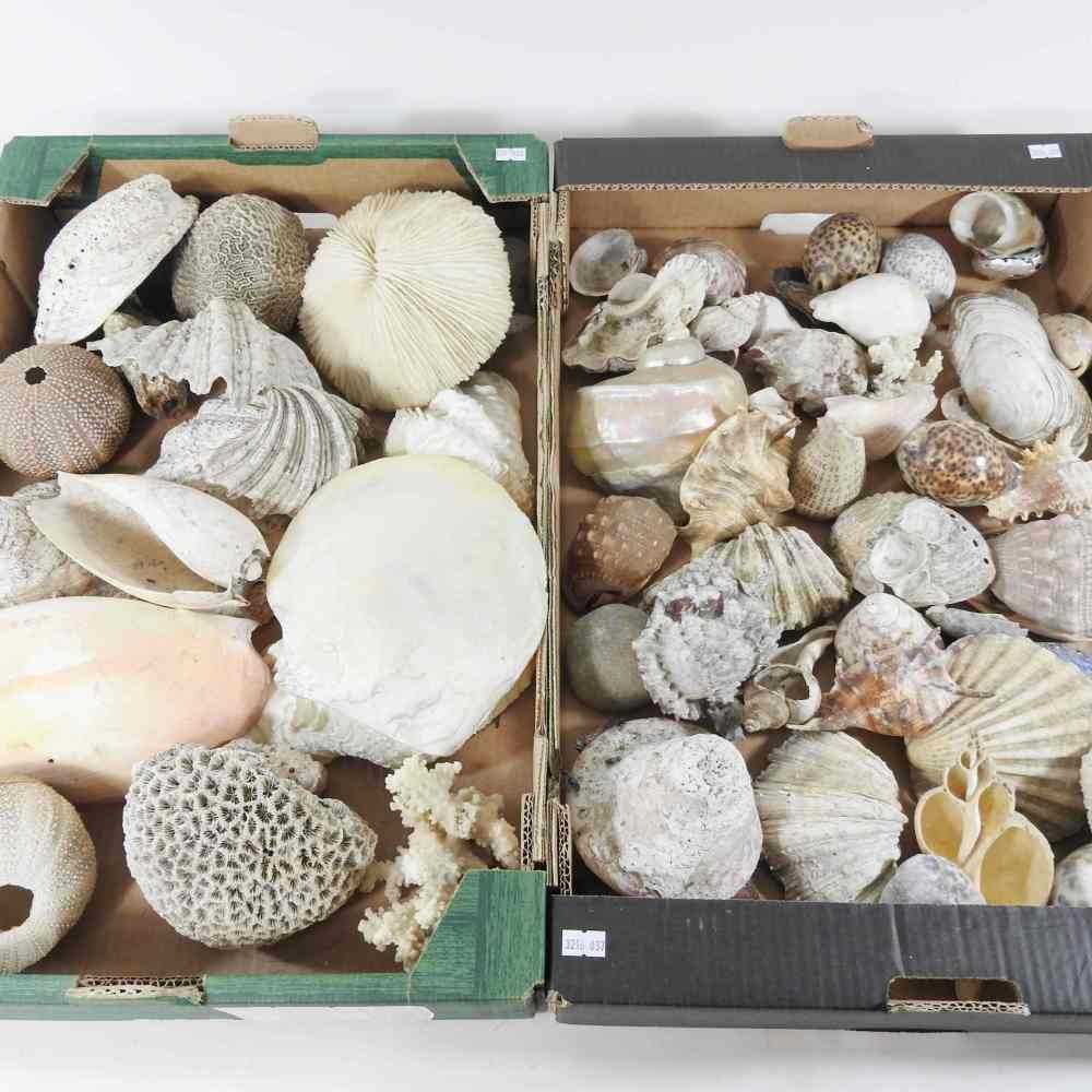 Lot 403 - A collection of seashells, coral and mother of...