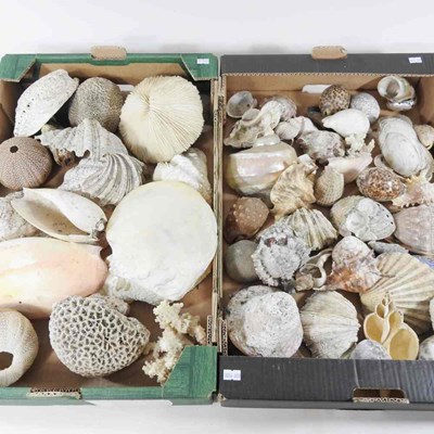 Lot 403 - A collection of seashells, coral and mother of...