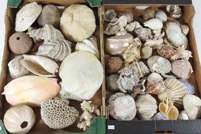 Lot 403 - A collection of seashells, coral and mother of...