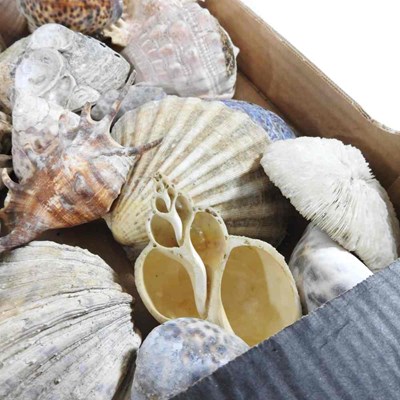 Lot 403 - A collection of seashells, coral and mother of...