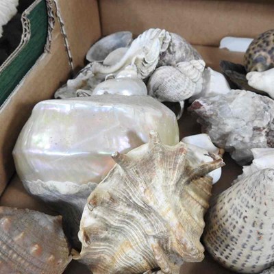 Lot 403 - A collection of seashells, coral and mother of...