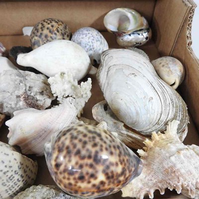 Lot 403 - A collection of seashells, coral and mother of...