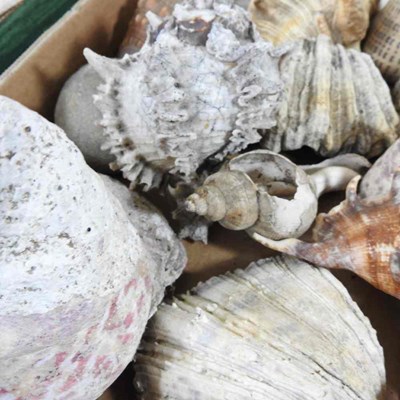 Lot 403 - A collection of seashells, coral and mother of...
